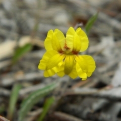 Goodenia hederacea (Ivy Goodenia) at Wanniassa Hill - 20 Jan 2015 by ArcherCallaway