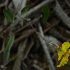 Goodenia hederacea at Wanniassa Hill - 20 Jan 2015