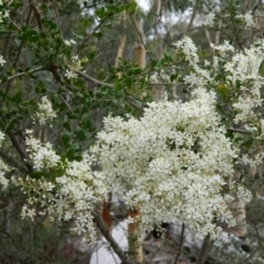 Bursaria spinosa (Native Blackthorn, Sweet Bursaria) at Wanniassa Hill - 20 Jan 2015 by ArcherCallaway