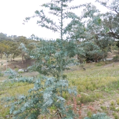 Acacia baileyana (Cootamundra Wattle, Golden Mimosa) at Wanniassa Hill - 20 Jan 2015 by ArcherCallaway