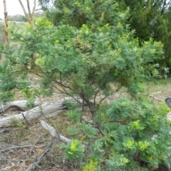 Acacia baileyana (Cootamundra Wattle, Golden Mimosa) at Wanniassa Hill - 20 Jan 2015 by ArcherCallaway