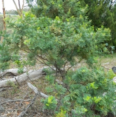 Acacia baileyana (Cootamundra Wattle, Golden Mimosa) at Wanniassa Hill - 20 Jan 2015 by ArcherCallaway