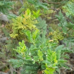 Acacia baileyana at Wanniassa Hill - 20 Jan 2015 08:00 AM