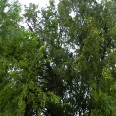 Exocarpos cupressiformis at Wanniassa Hill - 20 Jan 2015