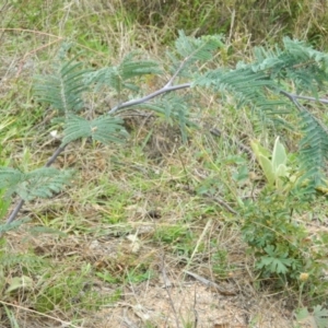 Acacia dealbata at Wanniassa Hill - 20 Jan 2015