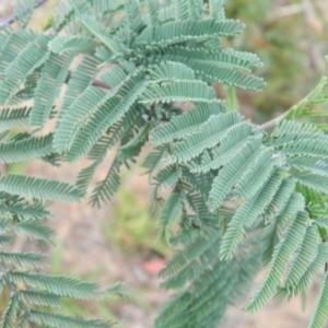 Acacia dealbata at Wanniassa Hill - 20 Jan 2015