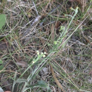 Hackelia suaveolens at Majura, ACT - 14 Feb 2015 08:15 AM