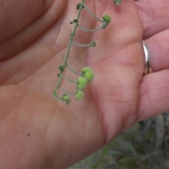 Hackelia suaveolens at Majura, ACT - 14 Feb 2015