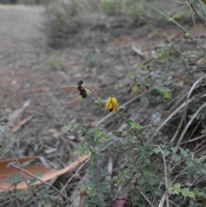 Bossiaea buxifolia at Majura, ACT - 14 Feb 2015 08:23 AM