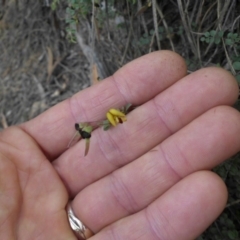 Bossiaea buxifolia at Majura, ACT - 14 Feb 2015 08:23 AM