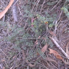 Bossiaea buxifolia at Majura, ACT - 14 Feb 2015 08:23 AM