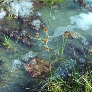 Cyperus lhotskyanus at Conder, ACT - 23 Nov 2000