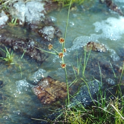 Cyperus lhotskyanus (A Sedge) at Conder, ACT - 22 Nov 2000 by michaelb