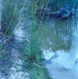 Juncus usitatus at Conder, ACT - 3 Feb 2001