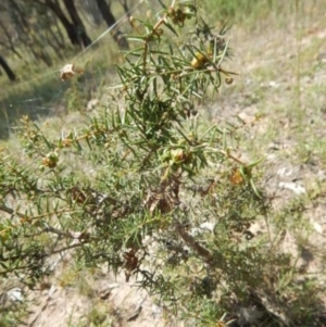 Acacia ulicifolia at Jerrabomberra, ACT - 11 Feb 2015