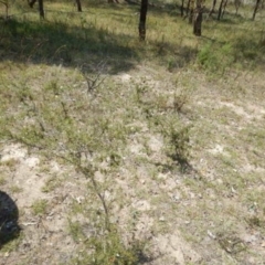 Acacia ulicifolia at Jerrabomberra, ACT - 11 Feb 2015 12:46 PM