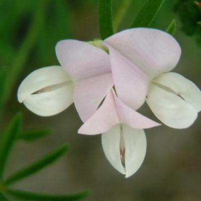 Lotus australis (Austral Trefoil) at Kowen, ACT - 4 Feb 2015 by julielindner