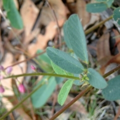 Oxytes brachypoda (Large Tick-trefoil) at Kowen, ACT - 4 Feb 2015 by julielindner