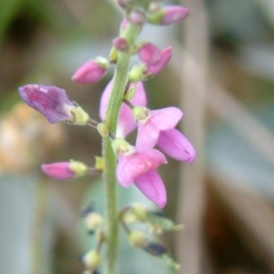 Oxytes brachypoda at Kowen, ACT - 4 Feb 2015