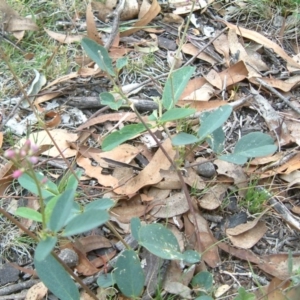 Oxytes brachypoda at Kowen, ACT - 4 Feb 2015