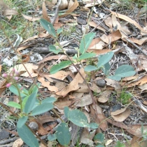 Oxytes brachypoda at Kowen, ACT - 4 Feb 2015 12:00 AM