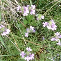 Euphrasia caudata at Tennent, ACT - 12 Feb 2015 12:00 AM