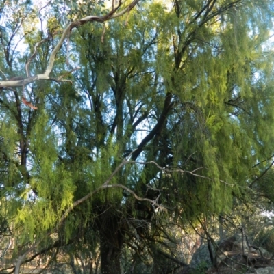 Exocarpos cupressiformis (Cherry Ballart) at Fadden, ACT - 16 Jan 2015 by ArcherCallaway