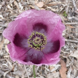 Papaver somniferum at Jerrabomberra, ACT - 22 Oct 2014 07:57 AM