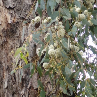 Eucalyptus nortonii (Mealy Bundy) at Mount Mugga Mugga - 22 Oct 2014 by Mike