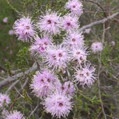Kunzea parvifolia (Violet Kunzea) at O'Malley, ACT - 21 Oct 2014 by Mike