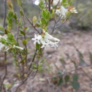 Brachyloma daphnoides at O'Malley, ACT - 22 Oct 2014 08:43 AM