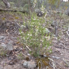 Brachyloma daphnoides at O'Malley, ACT - 22 Oct 2014 08:43 AM