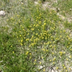 Ranunculus amphitrichus at Jerrabomberra, ACT - 22 Oct 2014