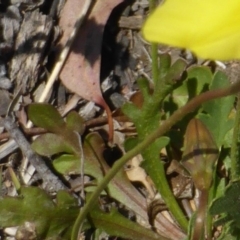 Goodenia pinnatifida at O'Malley, ACT - 22 Oct 2014