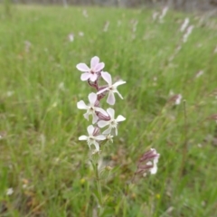 Silene gallica var. gallica (French Catchfly) at Symonston, ACT - 20 Oct 2014 by Mike