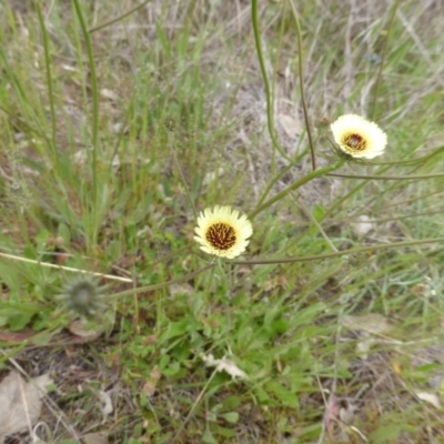 Tolpis barbata (Yellow Hawkweed) at Jerrabomberra, ACT - 20 Oct 2014 by Mike