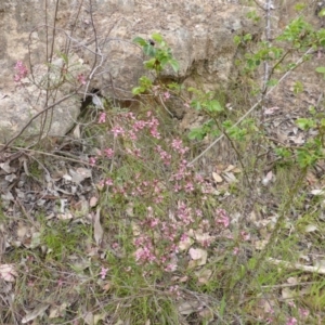 Indigofera adesmiifolia at Symonston, ACT - 20 Oct 2014