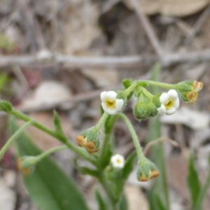 Hackelia suaveolens at Symonston, ACT - 20 Oct 2014