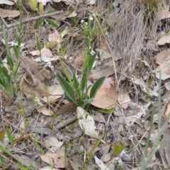 Hackelia suaveolens at Symonston, ACT - 20 Oct 2014