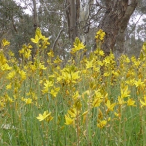 Bulbine bulbosa at Symonston, ACT - 20 Oct 2014