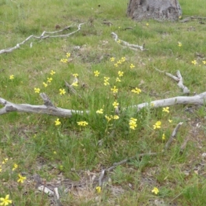 Goodenia pinnatifida at Symonston, ACT - 20 Oct 2014