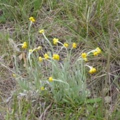 Chrysocephalum apiculatum (Common Everlasting) at Symonston, ACT - 20 Oct 2014 by Mike