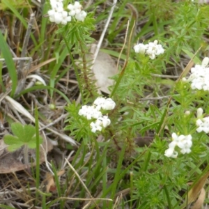 Asperula conferta at Symonston, ACT - 20 Oct 2014