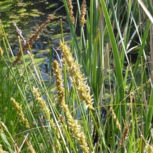 Carex appressa at O'Malley, ACT - 19 Oct 2014 08:34 AM