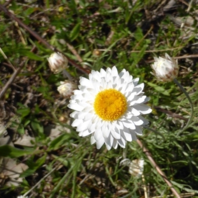 Leucochrysum albicans subsp. tricolor (Hoary Sunray) at O'Malley, ACT - 18 Oct 2014 by Mike