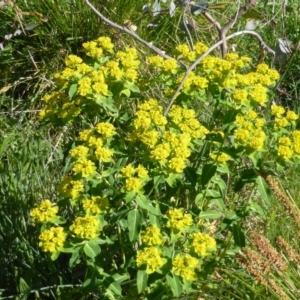 Euphorbia oblongata at Mount Mugga Mugga - 19 Oct 2014 08:57 AM