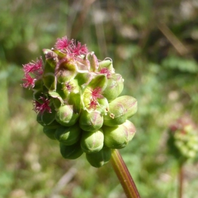 Sanguisorba minor (Salad Burnet, Sheep's Burnet) at O'Malley, ACT - 19 Oct 2014 by Mike