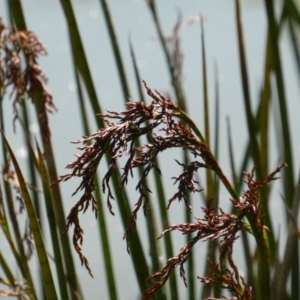 Machaerina articulata at O'Malley, ACT - 19 Oct 2014