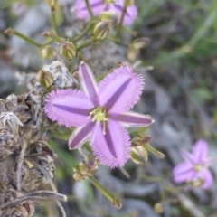 Thysanotus patersonii (Twining Fringe Lily) at Mount Mugga Mugga - 12 Oct 2014 by Mike
