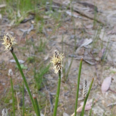 Eleocharis (genus) (Spike-rush) at Jerrabomberra, ACT - 12 Oct 2014 by Mike